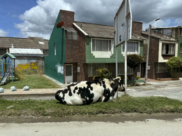 City Cow 1 thumbnail