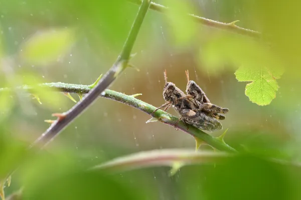 With the backpack on his back thumbnail