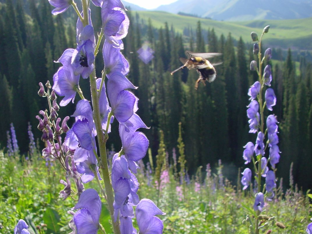 Bumblebees Can Fly Into Thin Air
