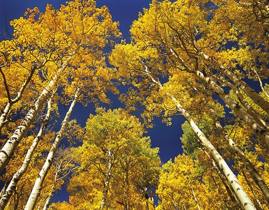 aspen trees