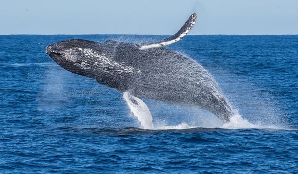 A humpback whale breaches the surface of the ocean on a sunny day.