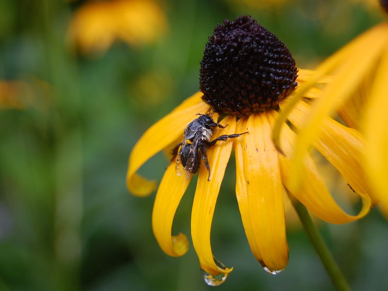 Bee after rain | Smithsonian Photo Contest | Smithsonian Magazine