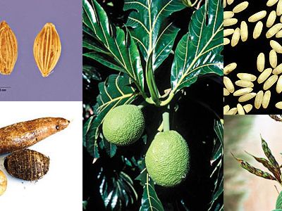 Crops to feed the hungry