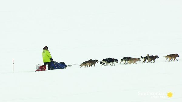 Preview thumbnail for How a Diphtheria Outbreak Spawned the Iditarod