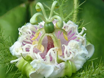 The stinking passion flower (Passiflora foetida) is native to wet tropical areas in the West Indies and central South America.