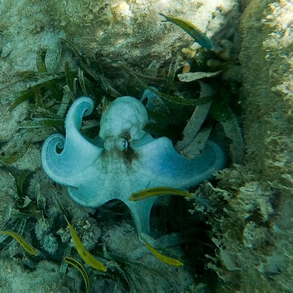 Octopus in Aruba 2 thumbnail