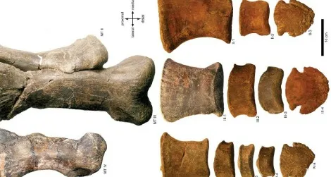 Bones from the foot of a hadrosaur attributed to Edmontosaurus annectens