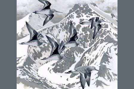 Hudsonian Godwits - Smithsonian Voices.jpg