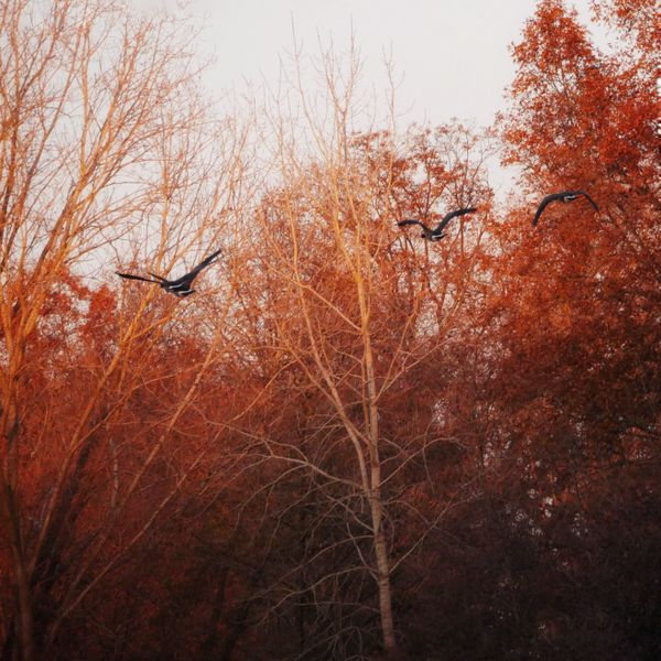 Canada Geese Fly Towards Lake at Sunset thumbnail