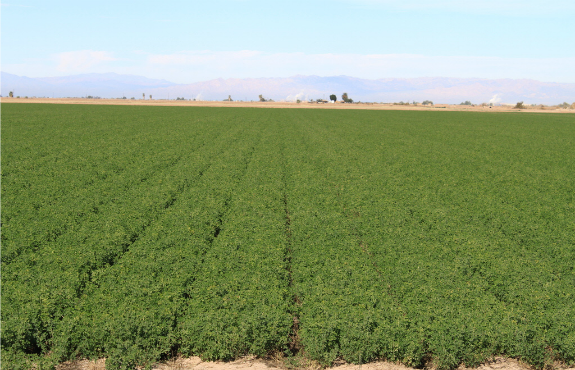 California’s Imperial Valley