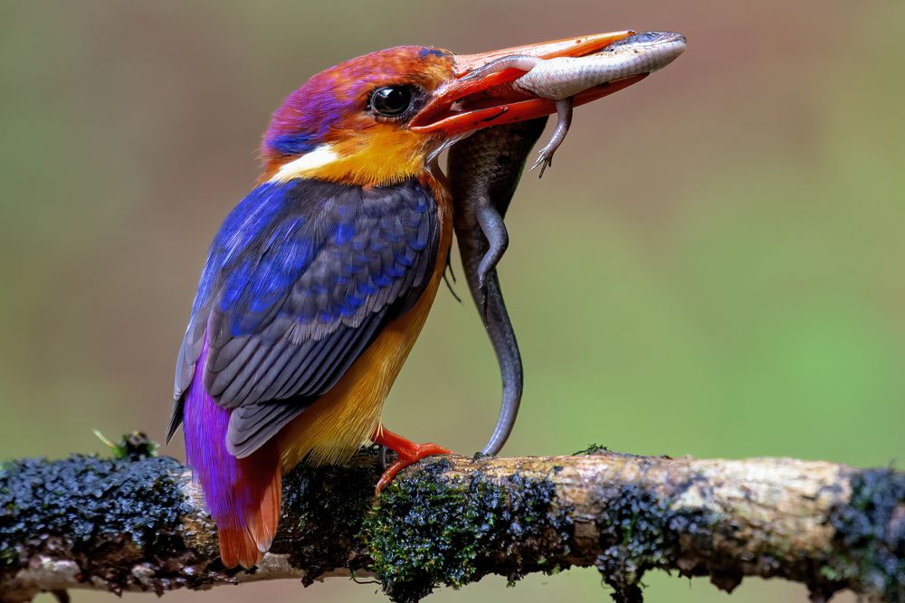 A moment of raw, vibrant intensity is captured as a black-backed kingfisher secures its hard-won meal—a small forest lizard or skink—clamped firmly in its vivid red beak.