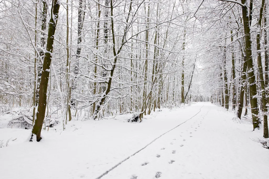 Snowy Woods
