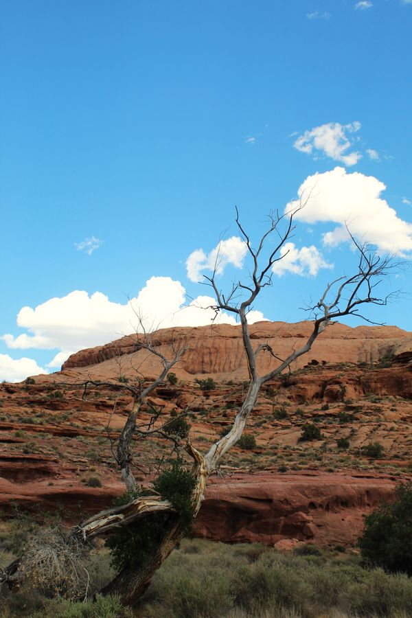 A Tree outside of Arches National Park thumbnail