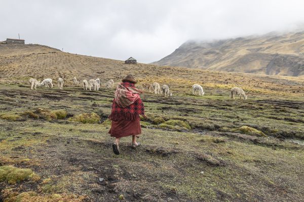 The Alpaca Shepherd thumbnail