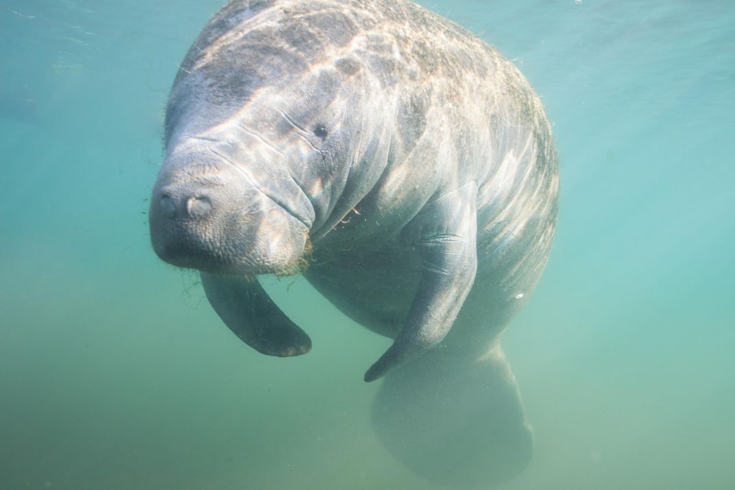 Florida Manatee