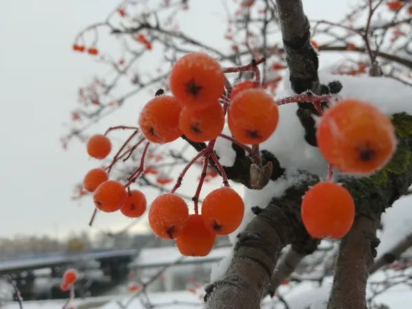 The brightness and the whiteness thumbnail