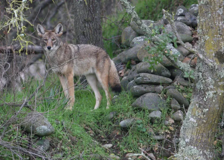 a coyote on grass among rocks and trees