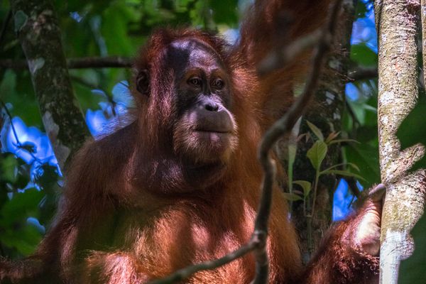 The Orangutan’s Tree thumbnail