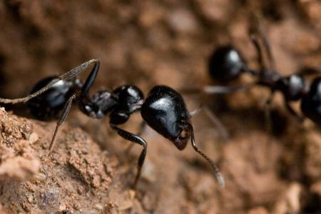Some ants, like the unidentified species above, take lazy breaks while others work. 