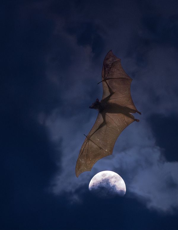 Bat Moon thumbnail