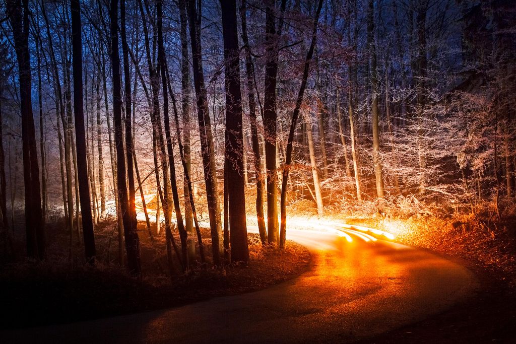 Headlights in a forest