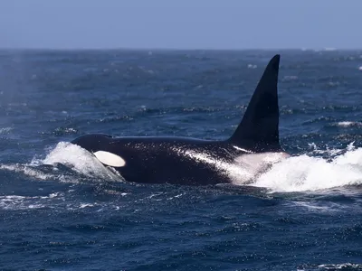 An adult male transient or Bigg's killer whale.
