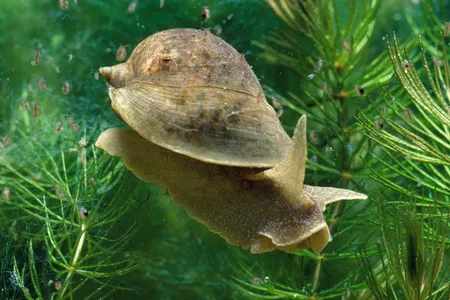 The wandering pond snail may be small, but it is giving scientists insights into a rather lofty question: Why do we have personality?