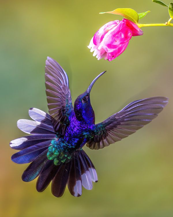 Beautiful blue hummingbird feeding on flower thumbnail