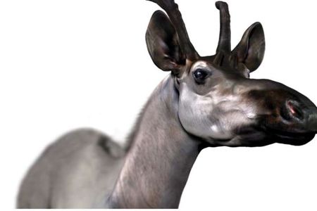 Decennatherium rex