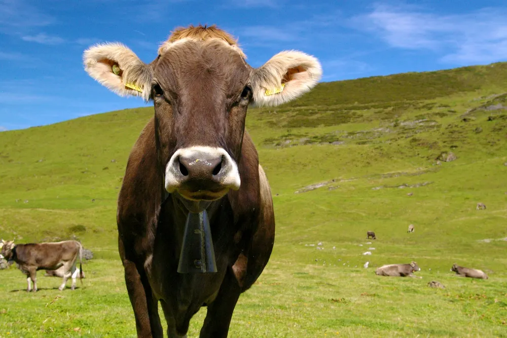 Herders have used cowbells