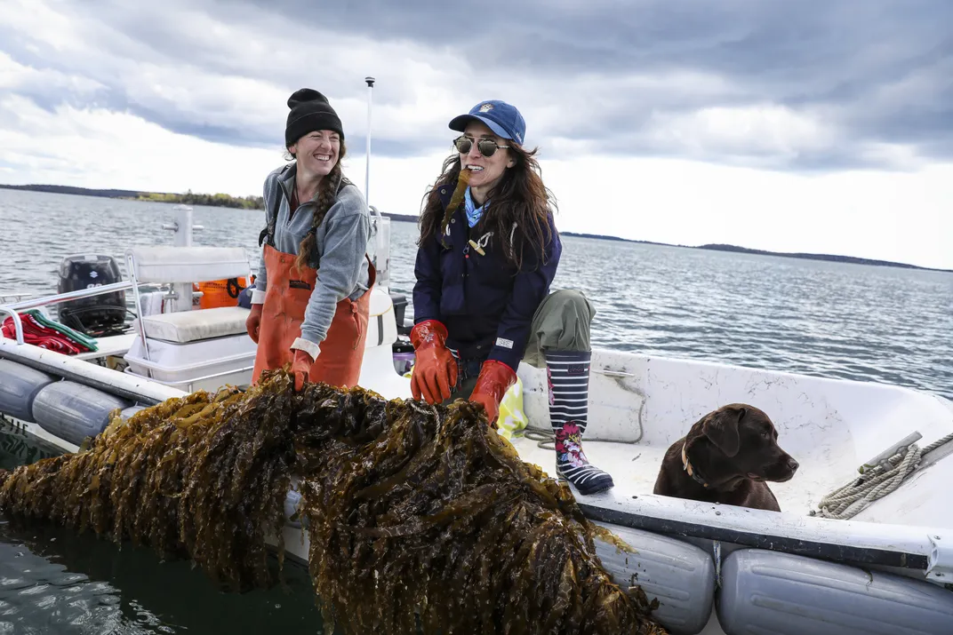 Is Seaweed the Next Big Alternative to Meat?