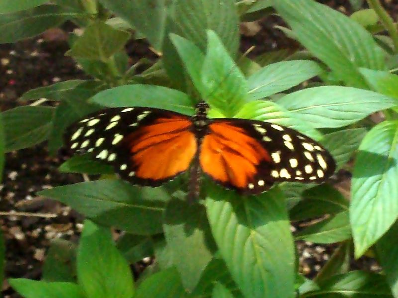 Butterfly taken at the San Antonio Zoo Smithsonian Photo Contest
