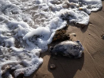 The Culprit Behind South Australia's Deadly Algal Bloom Might Be the Most Toxic Species Ever Tested, Scientists Say image
