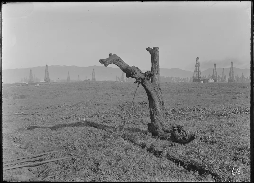 The tree at the time of its excavation at La Brea in 1913