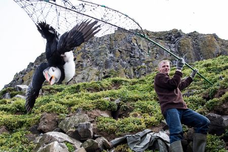 As his ancestors have done for generations, Icelander Árni Hilmarsson catches an Atlantic puffin in a net called a háfur.