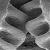 This Insect Has The Only Mechanical Gears Ever Found in Nature icon