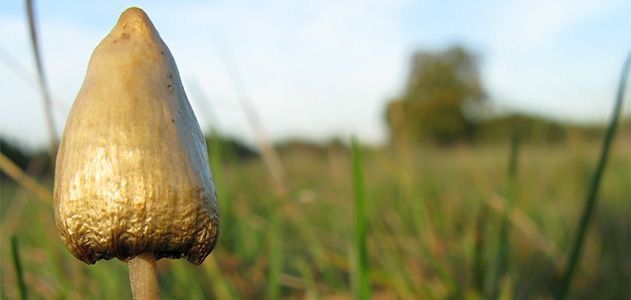Mushrooms