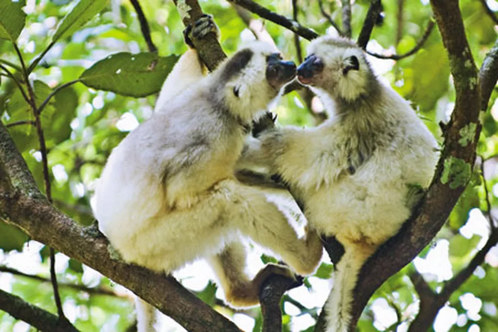 Lemur Silky Sifaka grooming