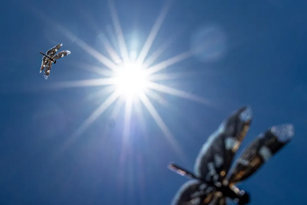 seen from below, two dragonflies with white spots fly around with the bright sun in the background