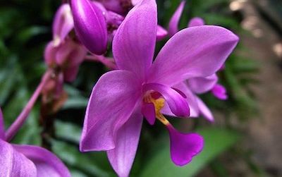 The Natural History Museum celebrates orchids from Latin America on Saturday in its “Orchids of Latin America Family Day”