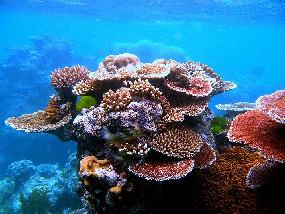 coral reefs