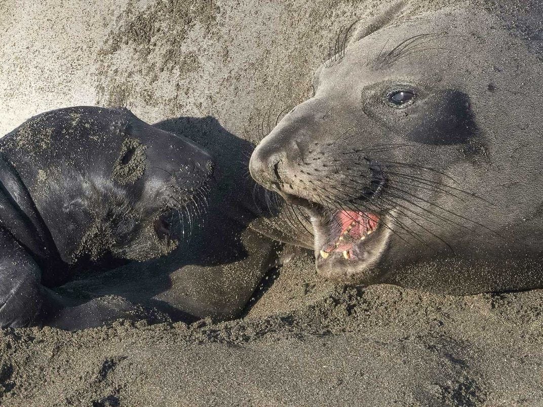 Elephant Seal Mom and Pup