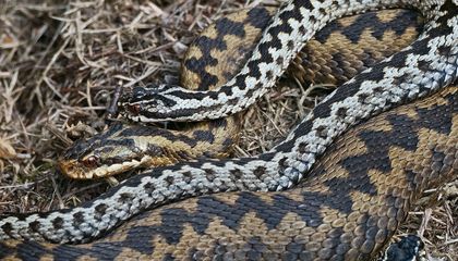 Why Did Scientists Wait So Long to Study the Snake Clitoris?