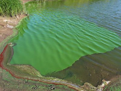 If cyanobacteria (pictured) could exist in a hydrogen-dominated atmosphere, maybe higher plants could as well.