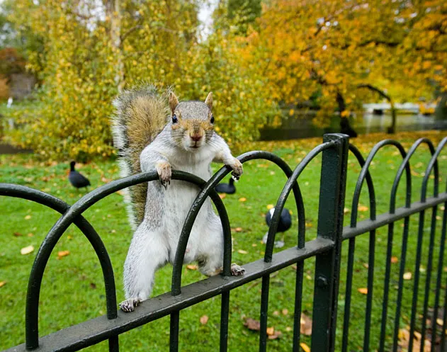 Grey Squirrel