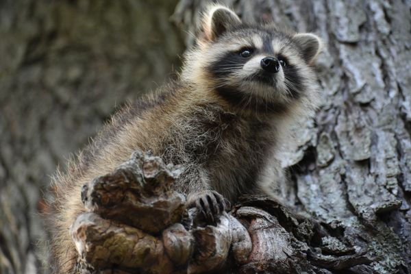 Raccoon Life thumbnail
