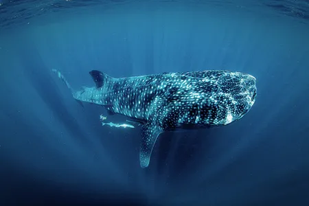 A photo of a whale shark, taken by a visitor during a Ceviche Tour swim in Isla Mujeres.