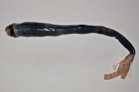 The giant shipworm, out of its tube