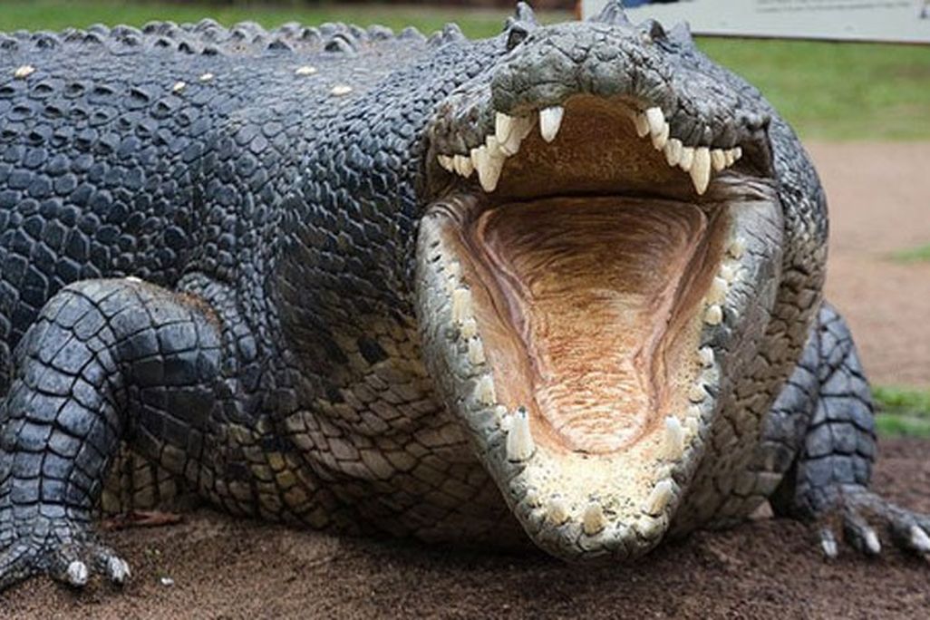 20121121111045crocodile1.jpg