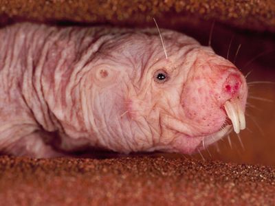 Naked mole rats are likely contenders for the most hideously adorable creature on Earth - but also one of the longest lived.  